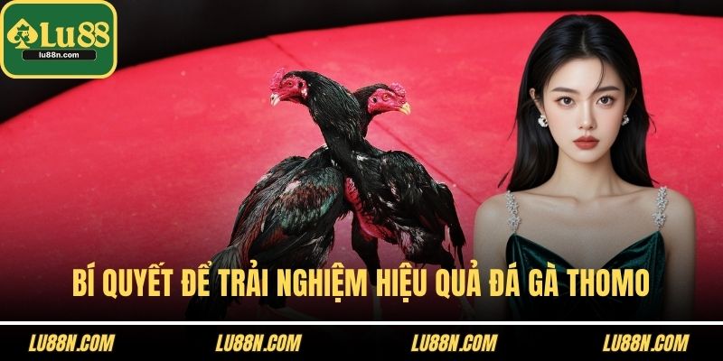 Bí quyết để trải nghiệm hiệu quả đá gà Thomo