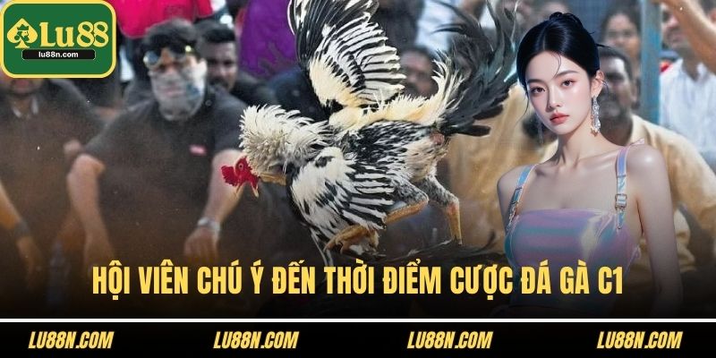 Hội viên chú ý đến thời điểm cược đá gà C1